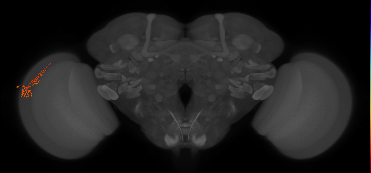 Cm8_L (MaleCNS:114929)