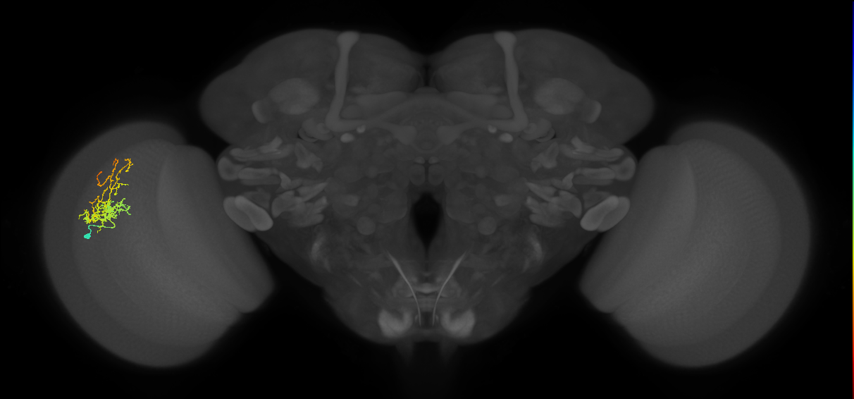 Cm8_L (MaleCNS:48472)