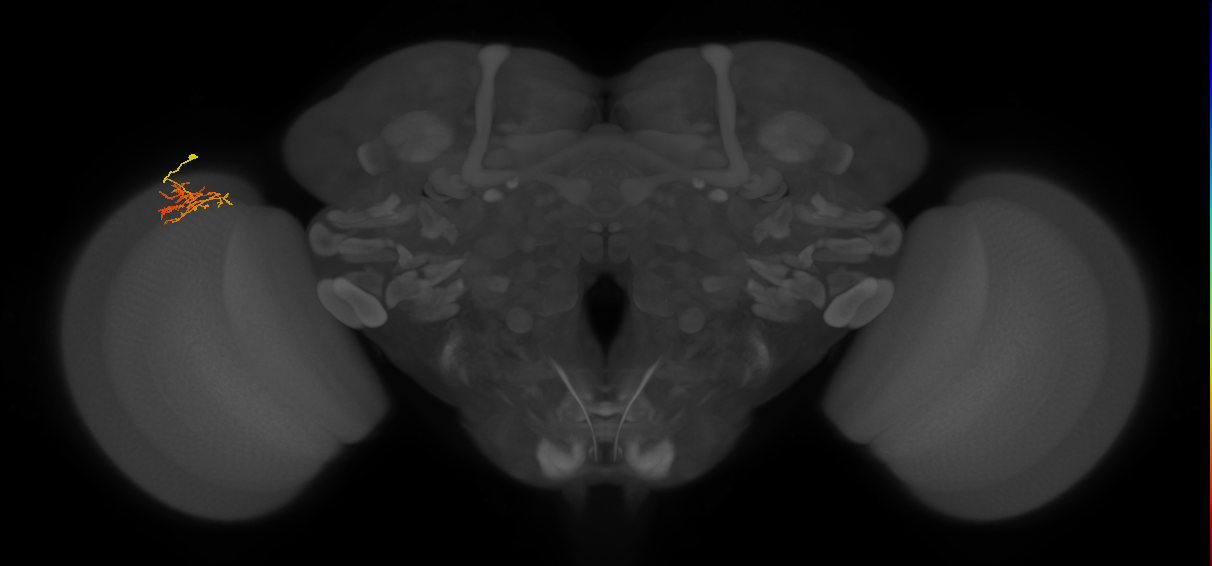 Cm8_L (MaleCNS:133744)