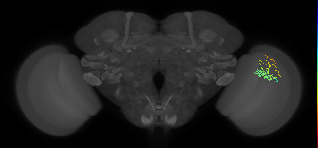 Cm8_R (MaleCNS:70769)