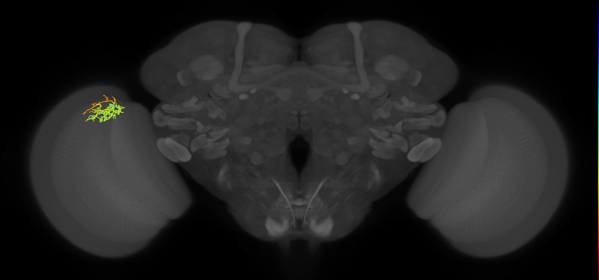 Cm8_L (MaleCNS:88217)