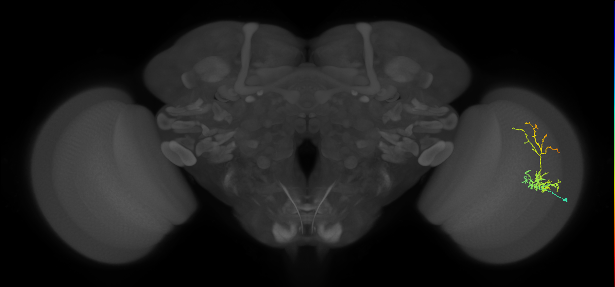 Cm8_R (MaleCNS:49358)