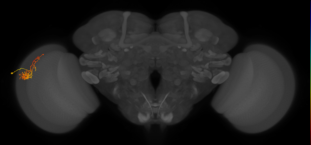 Cm8_L (MaleCNS:51212)