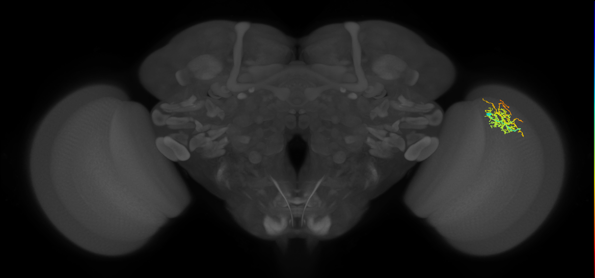 Cm8_R (MaleCNS:55019)