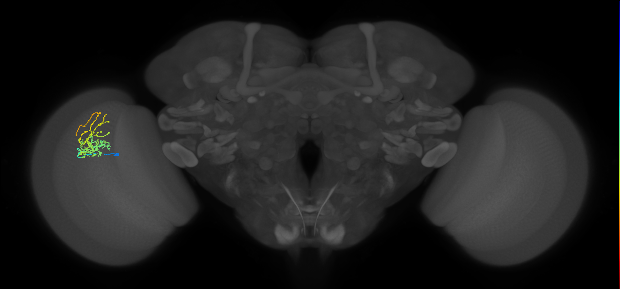 Cm8_L (MaleCNS:513067)