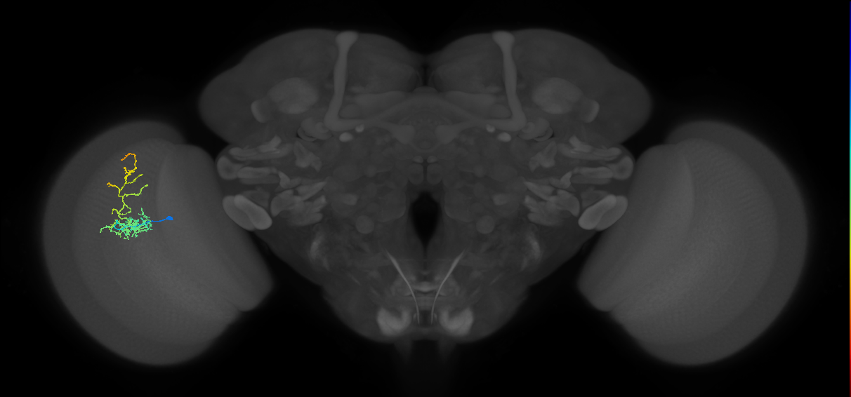 Cm8_L (MaleCNS:545449)