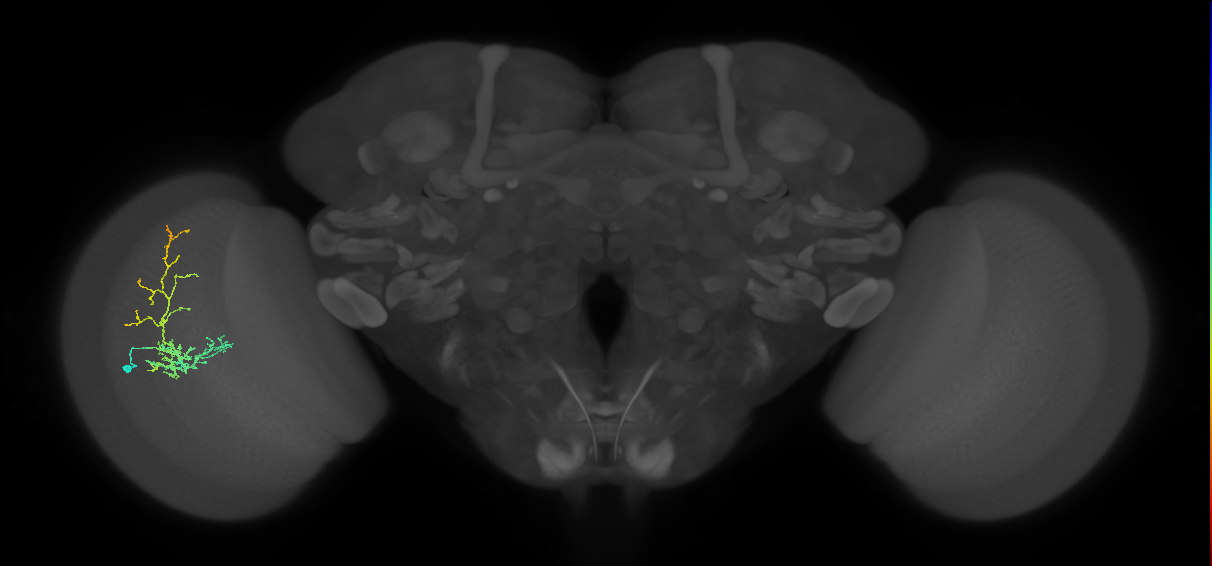 Cm8_L (MaleCNS:439909)