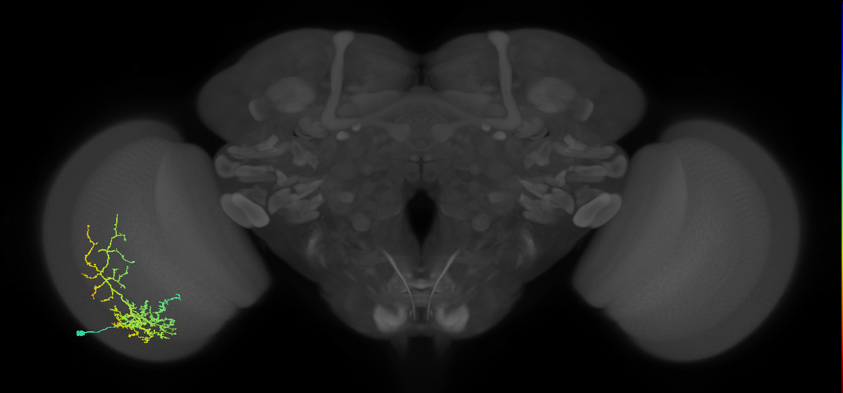 Cm8_L (MaleCNS:28886)