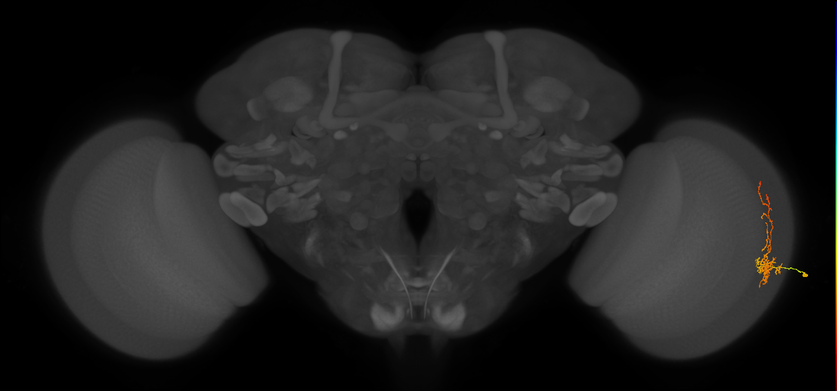 Cm8_R (MaleCNS:77926)