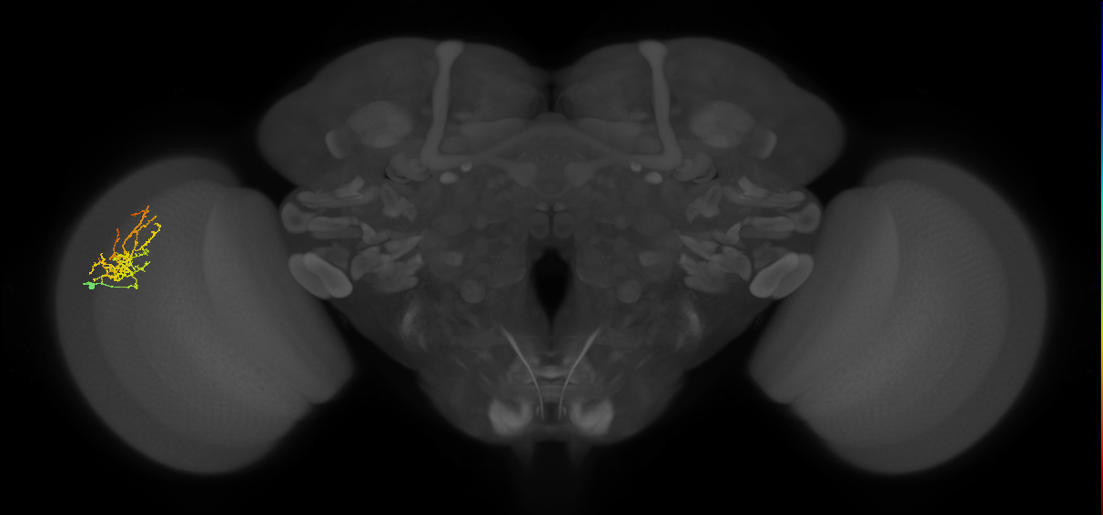 Cm8_L (MaleCNS:54648)