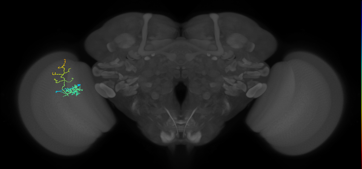 Cm8_L (MaleCNS:546264)