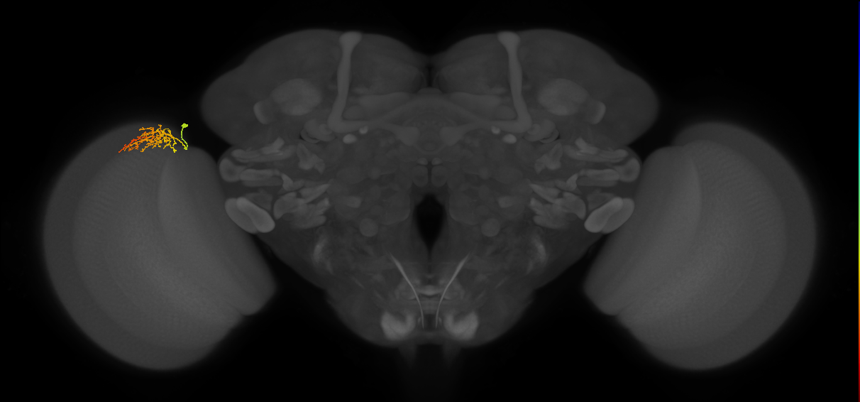 Cm8_L (MaleCNS:126173)