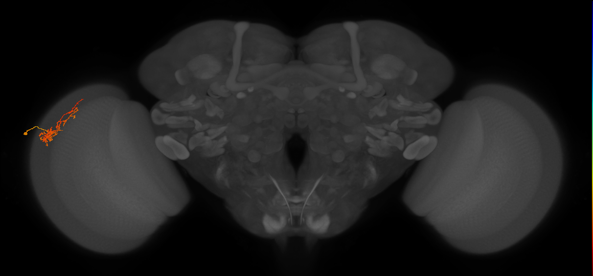 Cm8_L (MaleCNS:121363)
