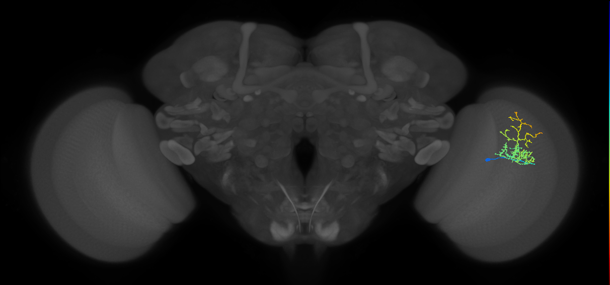 Cm8_R (MaleCNS:54971)