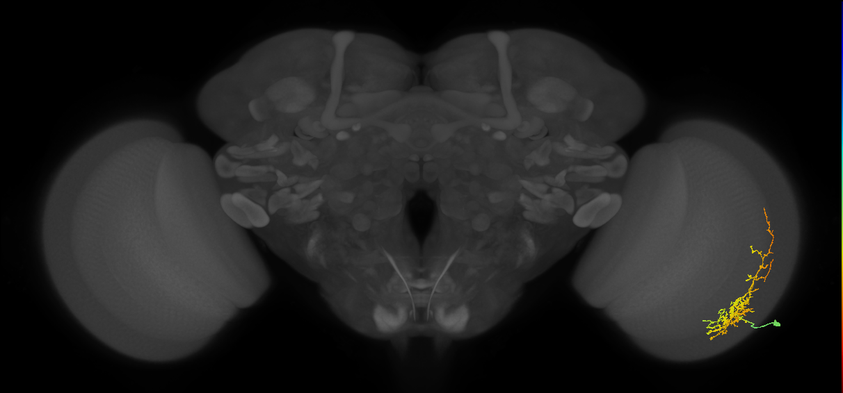 Cm8_R (MaleCNS:40186)