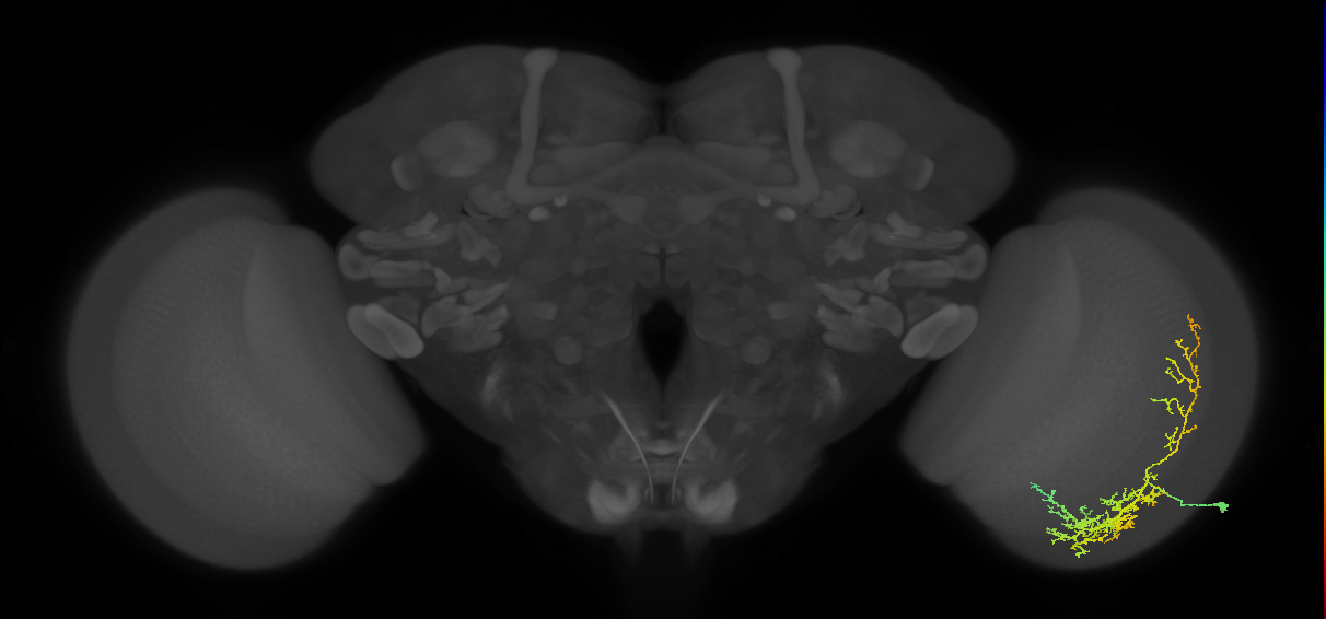 Cm8_R (MaleCNS:30197)