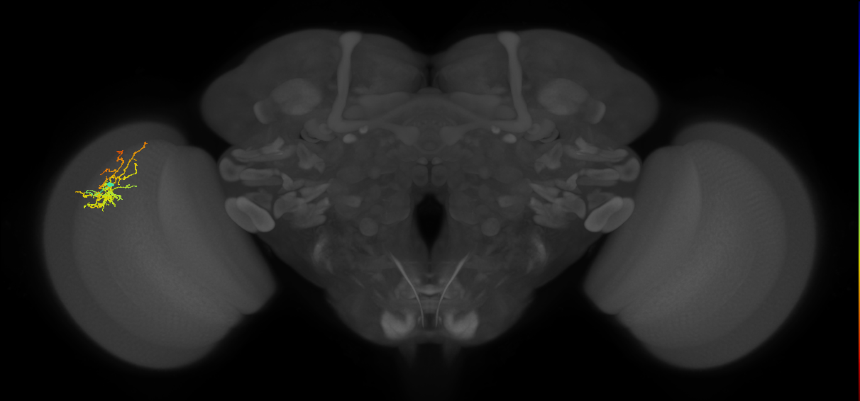 Cm8_L (MaleCNS:542919)