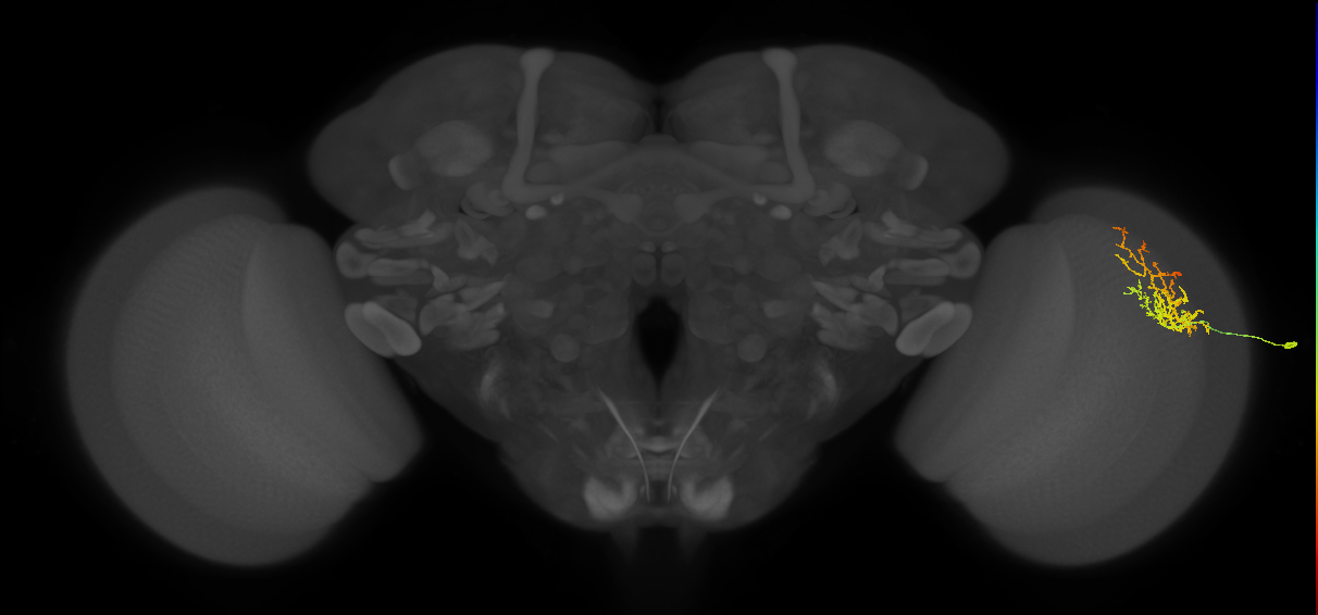 Cm8_R (MaleCNS:73059)