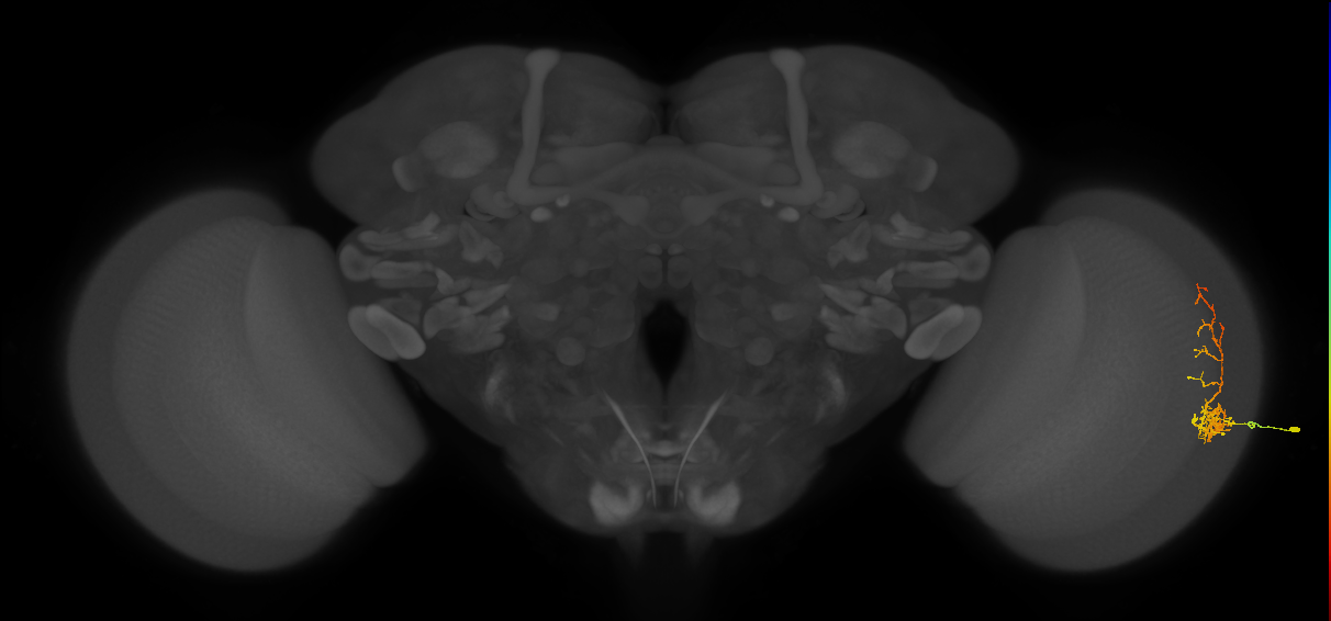 Cm8_R (MaleCNS:25878)