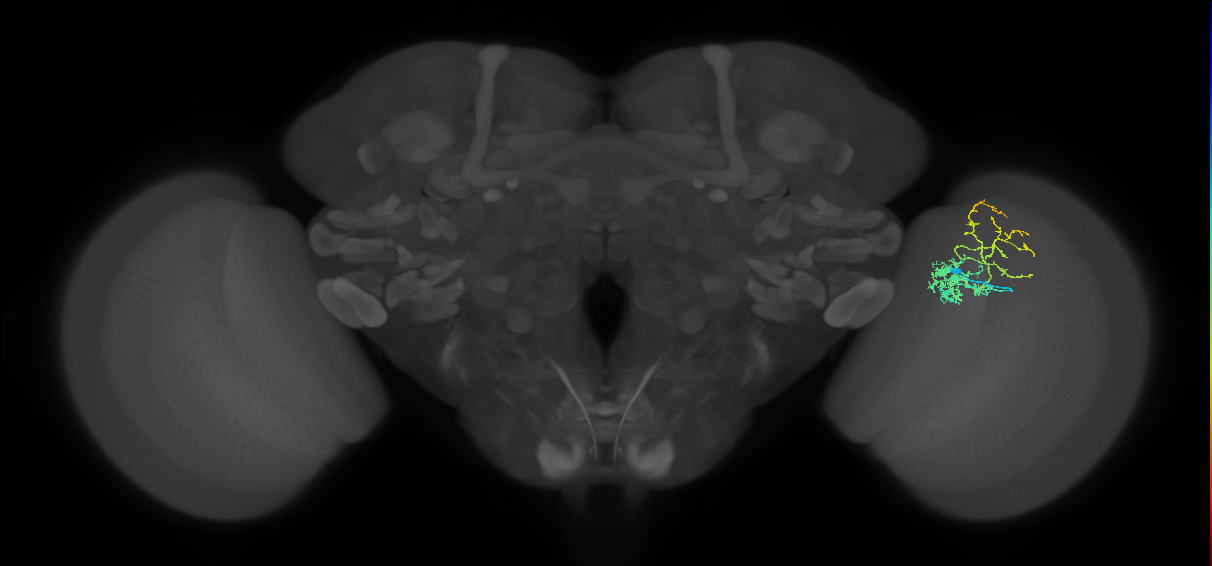 Cm8_R (MaleCNS:55052)
