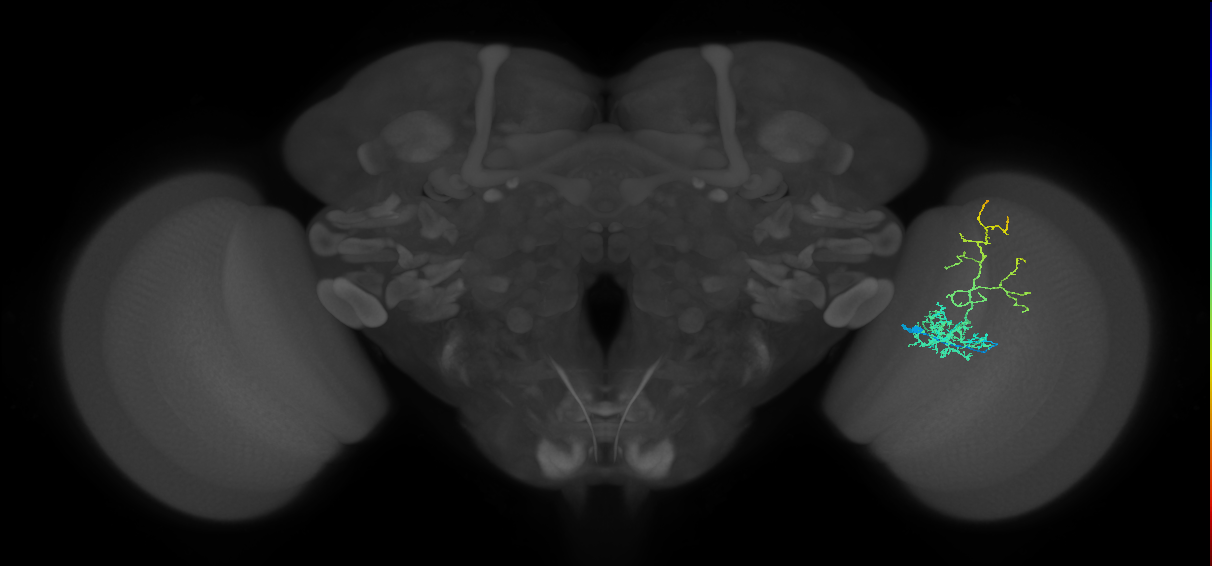 Cm8_R (MaleCNS:44300)