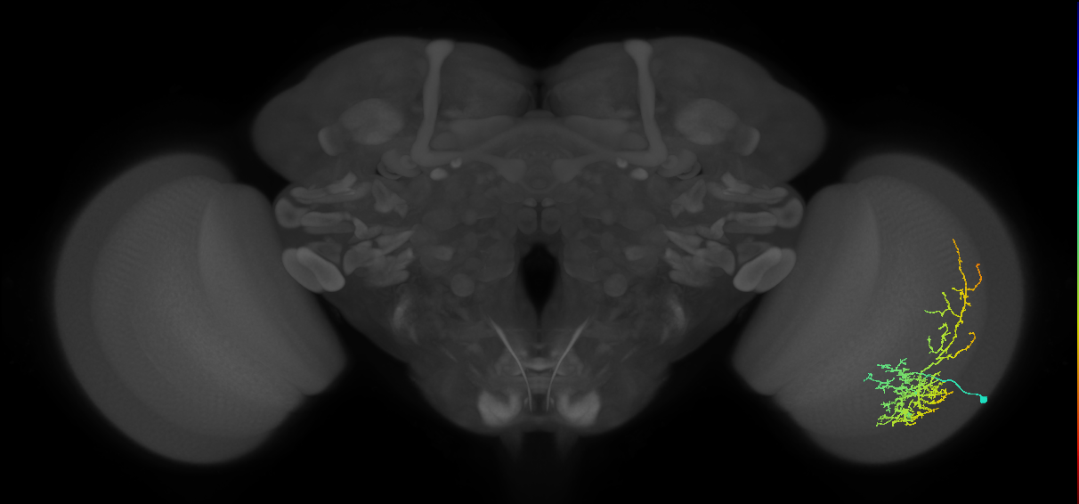 Cm8_R (MaleCNS:29094)