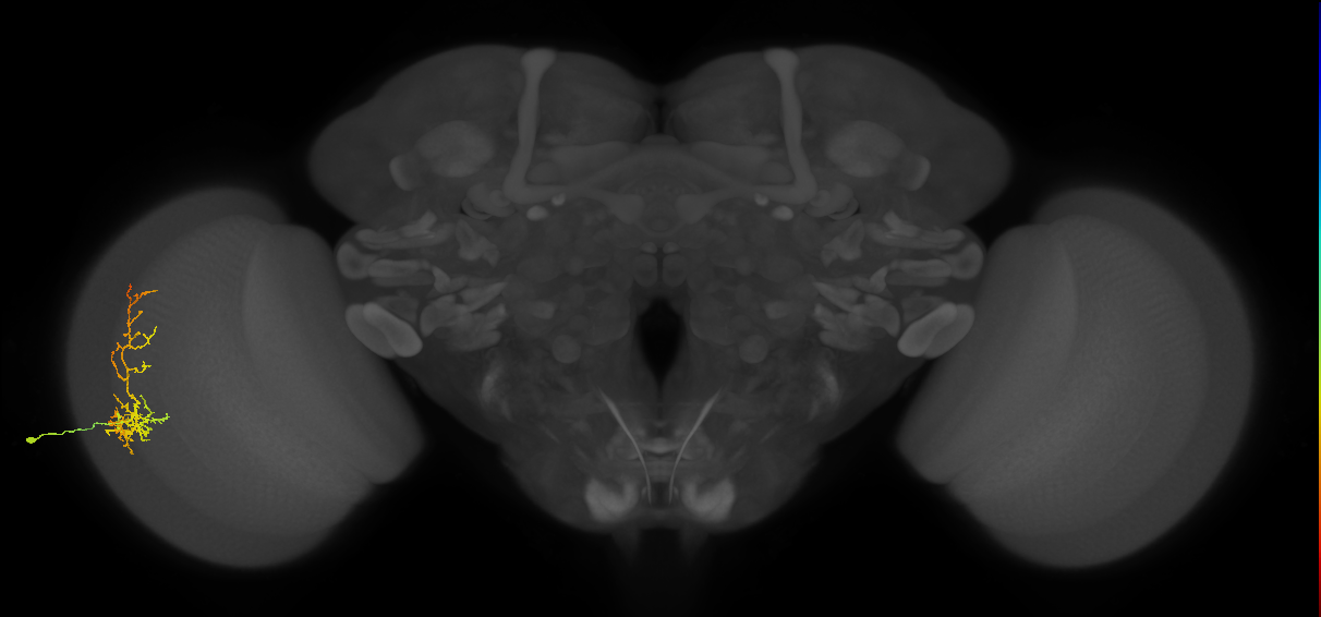 Cm8_L (MaleCNS:53326)