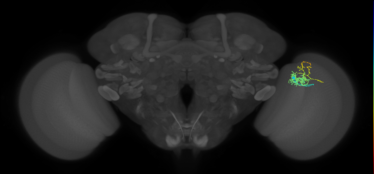 Cm8_R (MaleCNS:57191)