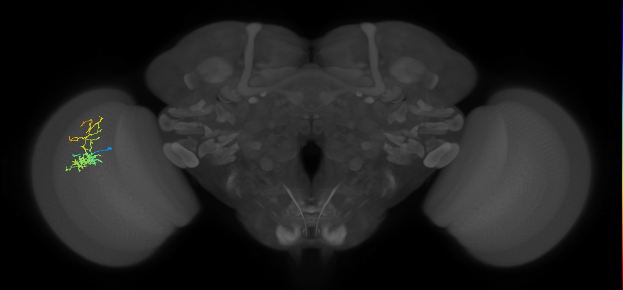 Cm8_L (MaleCNS:530216)