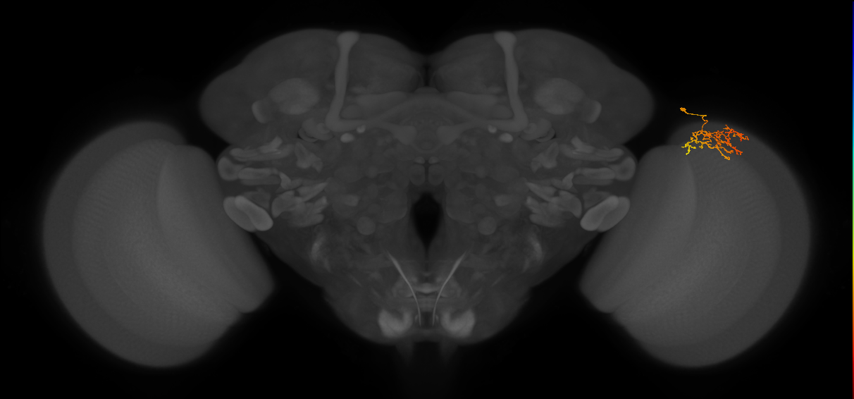 Cm8_R (MaleCNS:85221)