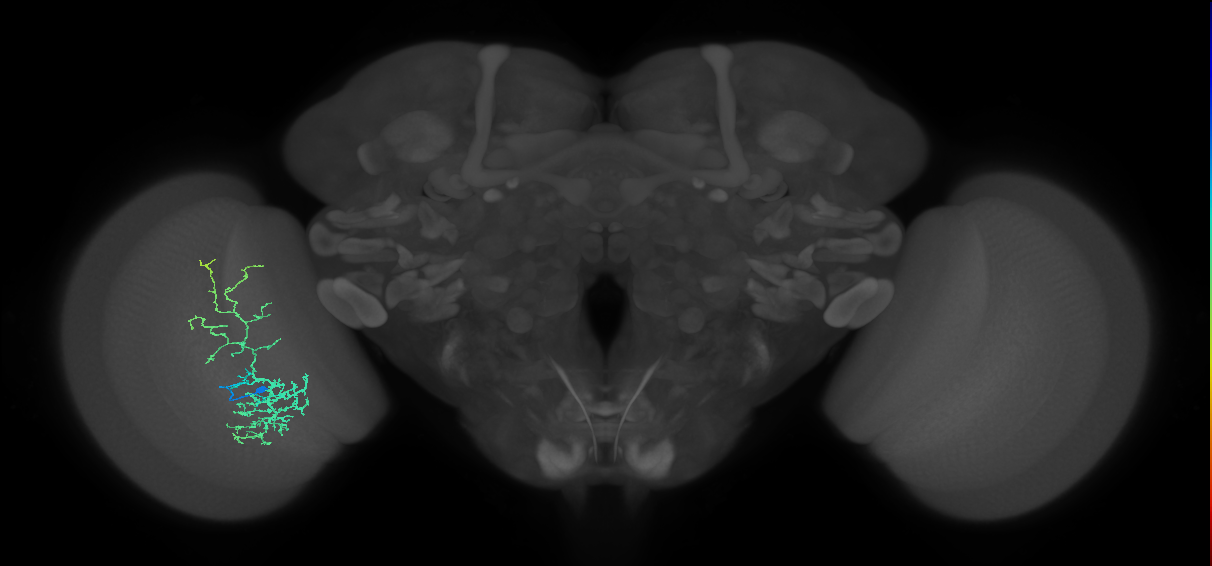 Cm8_L (MaleCNS:536244)