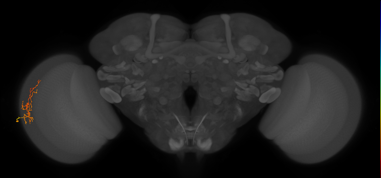 Cm8_L (MaleCNS:529788)