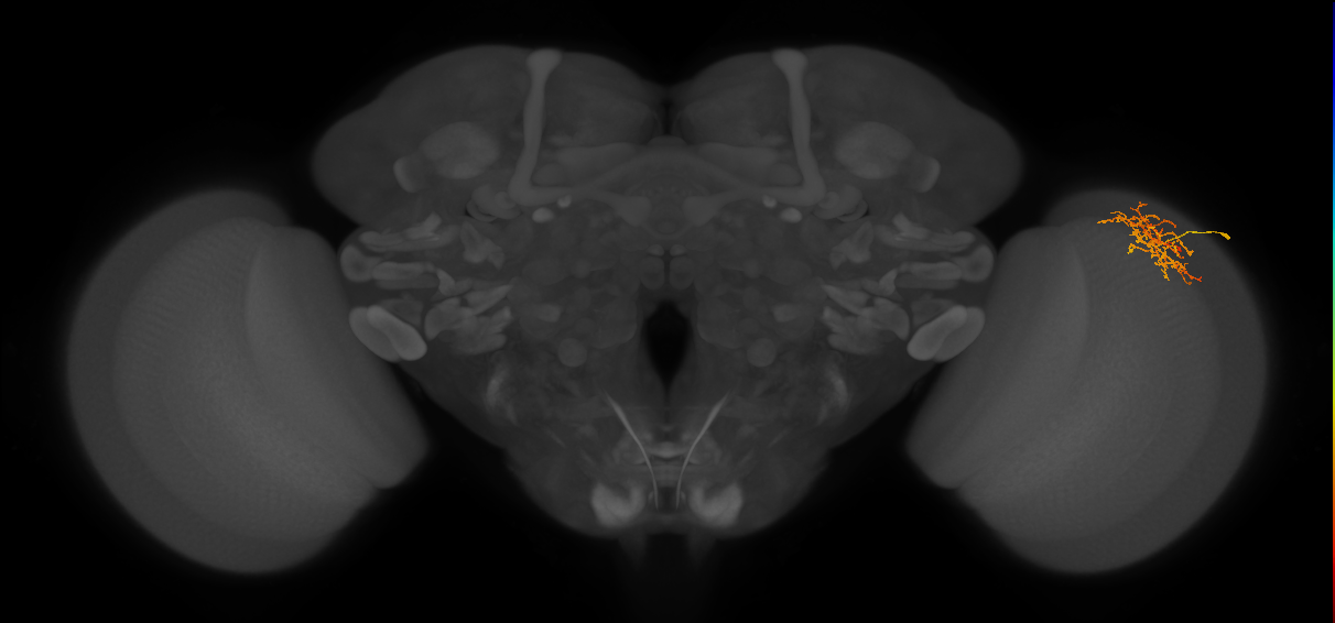Cm8_R (MaleCNS:61179)