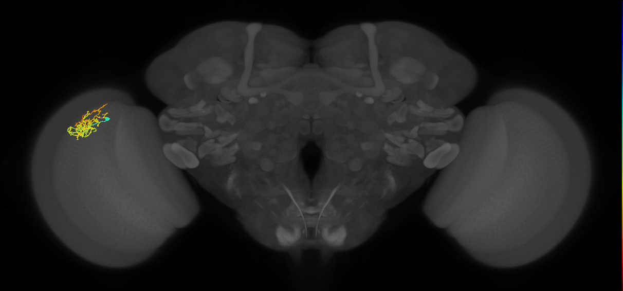 Cm8_L (MaleCNS:50447)