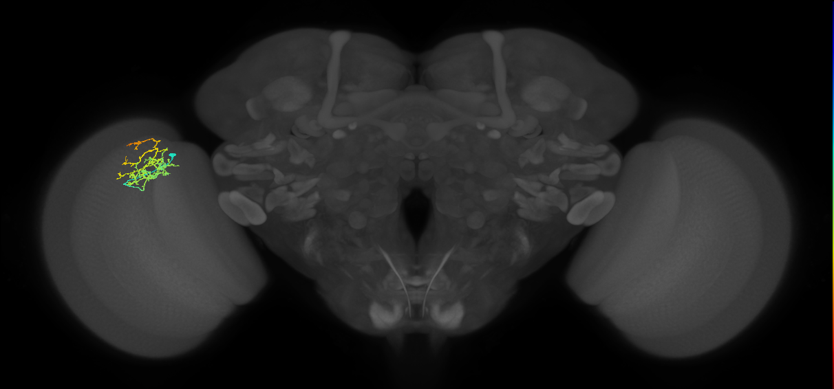 Cm8_L (MaleCNS:88823)
