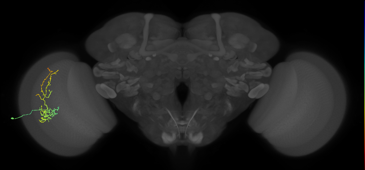 Cm8_L (MaleCNS:47674)