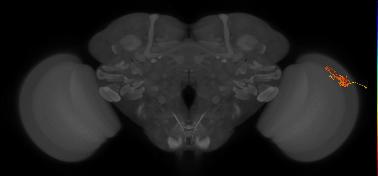 Cm8_R (MaleCNS:68669)