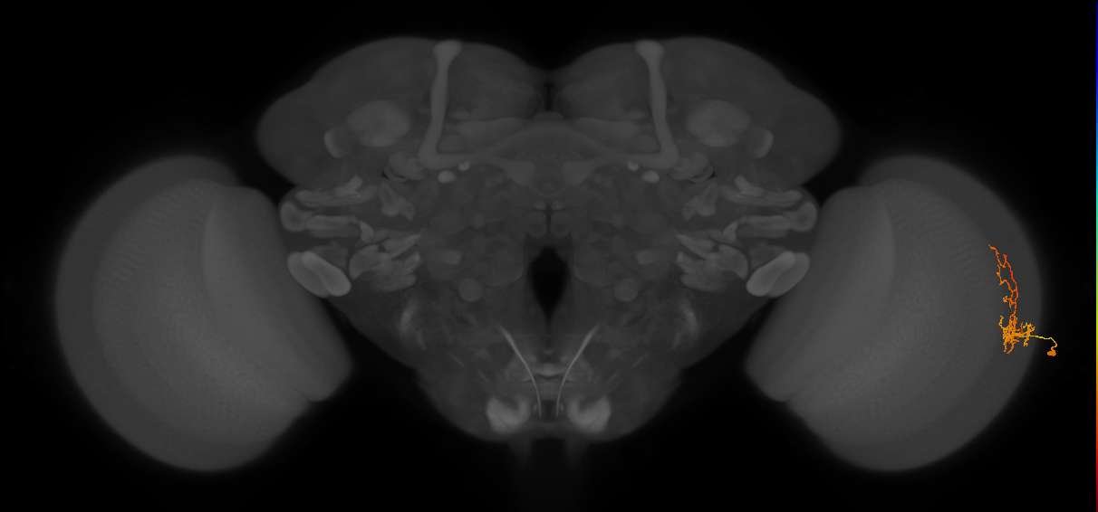 Cm8_R (MaleCNS:68261)