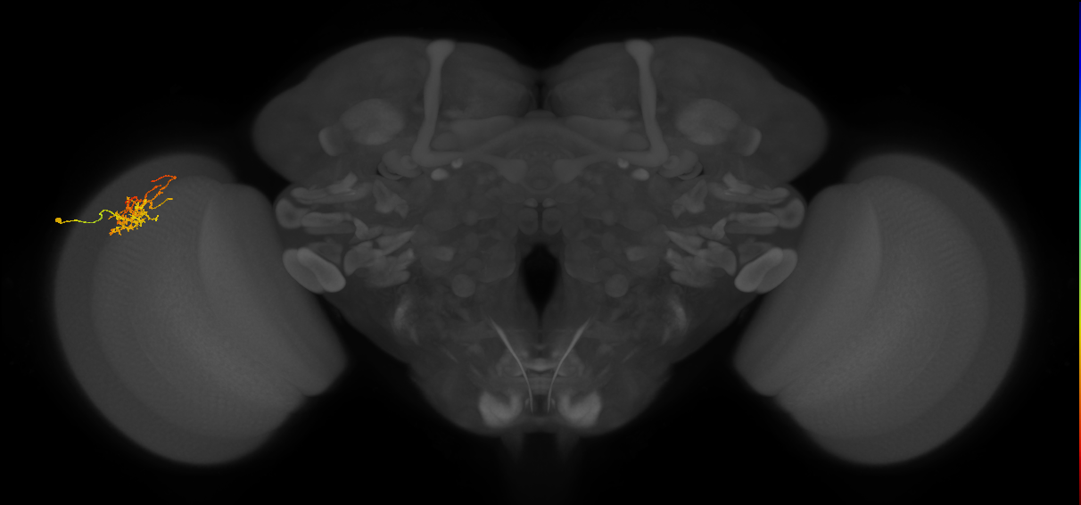 Cm8_L (MaleCNS:103608)
