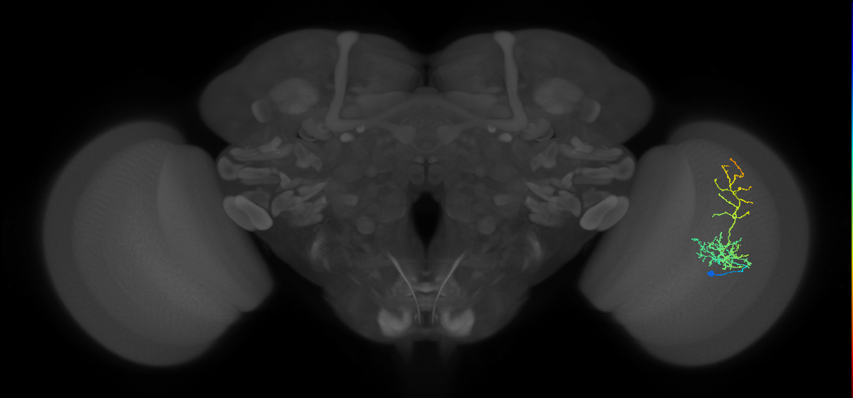 Cm8_R (MaleCNS:51554)