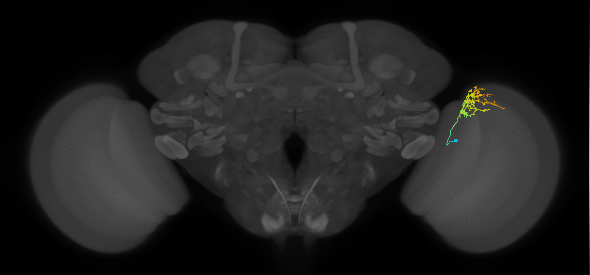 Cm8_R (MaleCNS:63774)