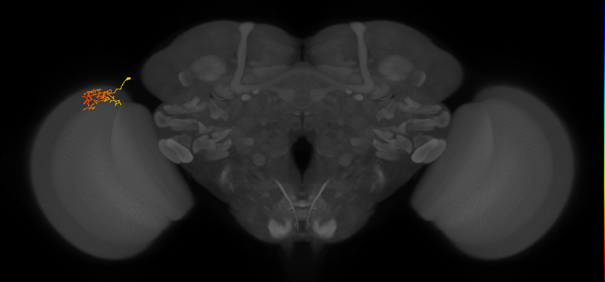 Cm8_L (MaleCNS:201934)
