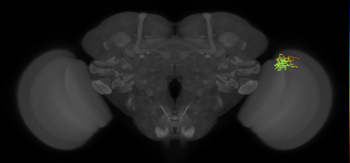 Cm8_R (MaleCNS:63157)