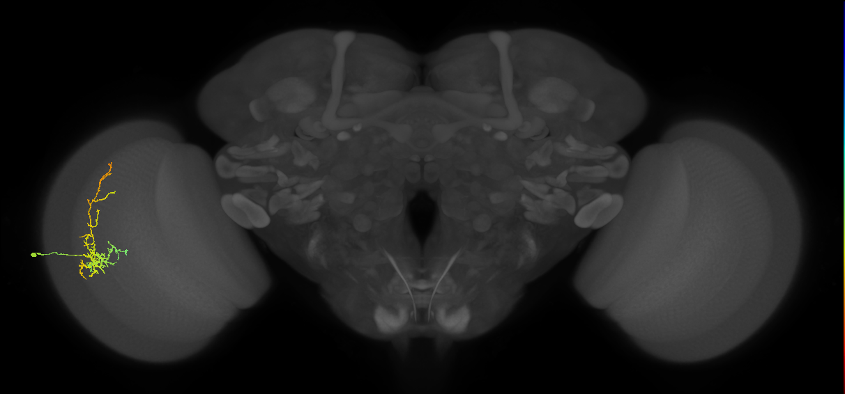 Cm8_L (MaleCNS:53319)