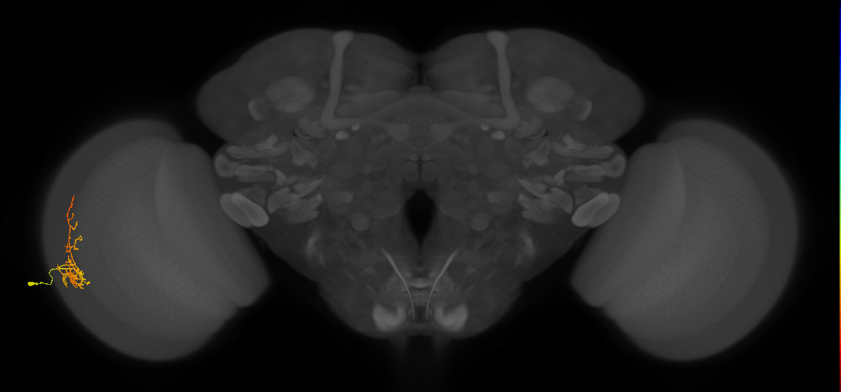 Cm8_L (MaleCNS:62362)