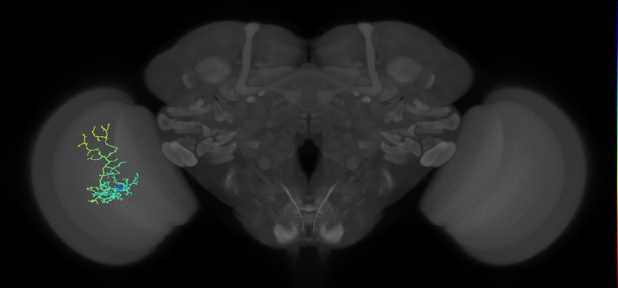 Cm8_L (MaleCNS:44406)