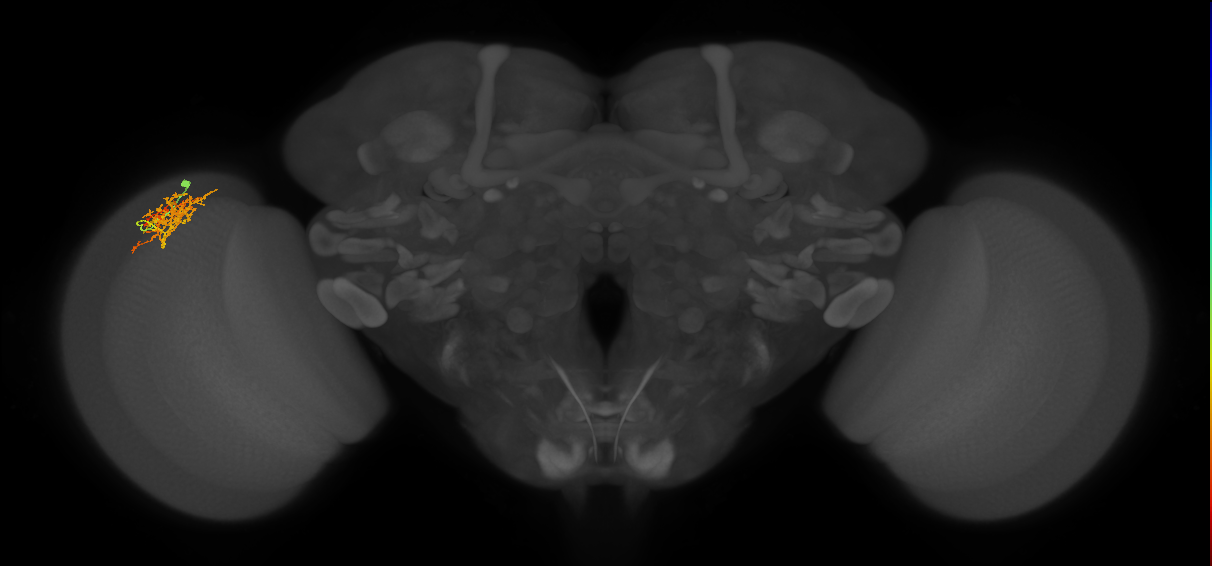 Cm8_L (MaleCNS:537437)