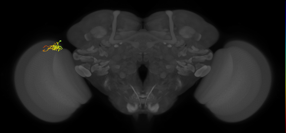 Cm8_L (MaleCNS:145838)