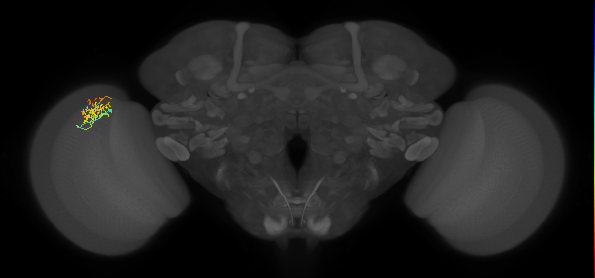 Cm8_L (MaleCNS:60579)