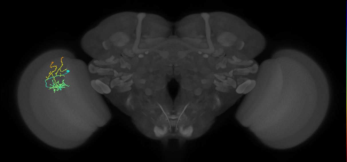Cm8_L (MaleCNS:153356)